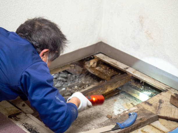 Best Crawl Space Mold Remediation in Ballwin, MO