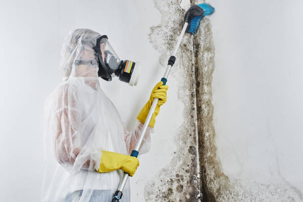 Best Commercial Mold Remediation in Ballwin, MO
