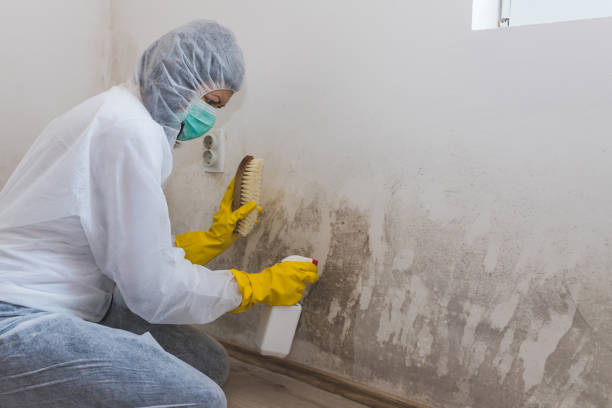 Best Health and Safety Mold Remediation in Ballwin, MO