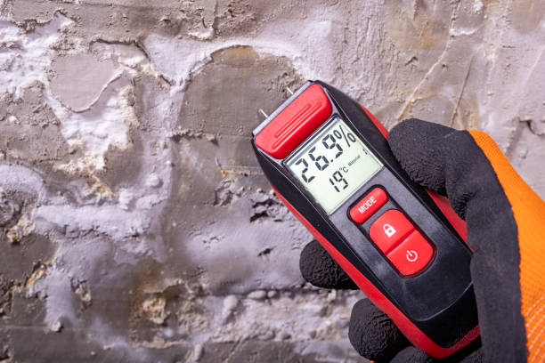 Best Black Mold Remediation in Ballwin, MO