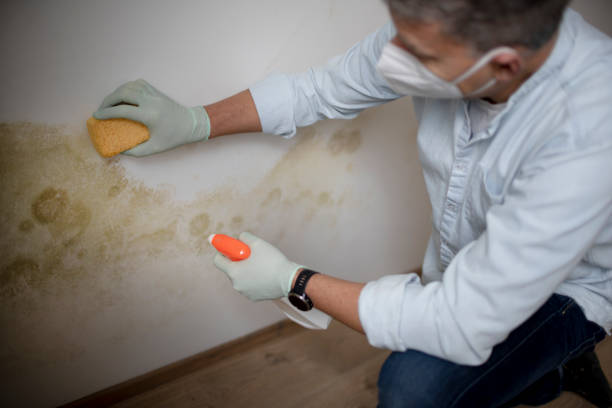 Best Kitchen Mold Remediation in Ballwin, MO
