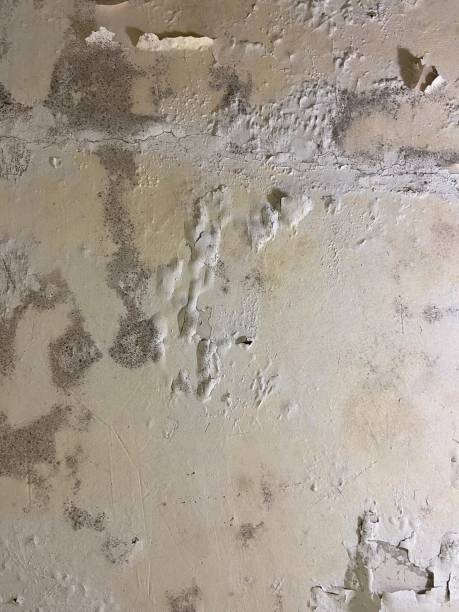 Best Localized Mold Remediation (e.g., coastal areas, humid climates) in Ballwin, MO