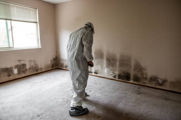 Best Preventive Mold Services in Ballwin, MO