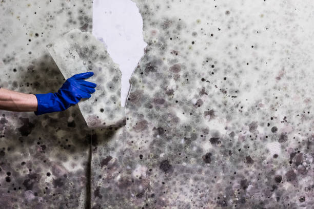 Best Insurance-Related Mold Remediation in Ballwin, MO